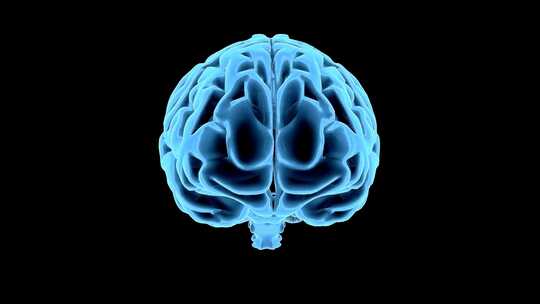 三维大脑和生命体征的统计数据神经学