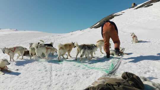 雪橇犬、哈士奇、雪橇、雪橇