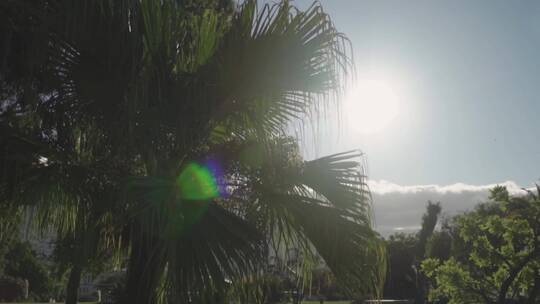 遮挡阳光的棕榈树