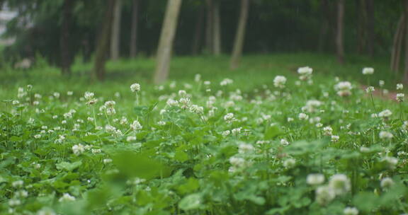 下雨树叶花朵上的雨水雨珠