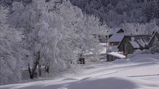 美丽的大自然冬天 高山森林树林雪景特写