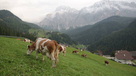 山坡上的奶牛