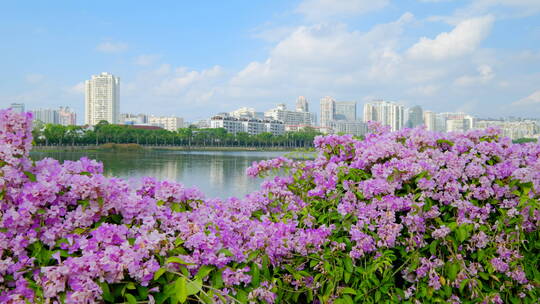 蒜香藤开花开满鲜花的围墙