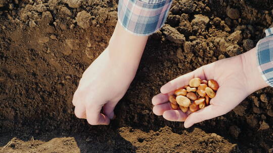 农民把种子放进土壤里的特写