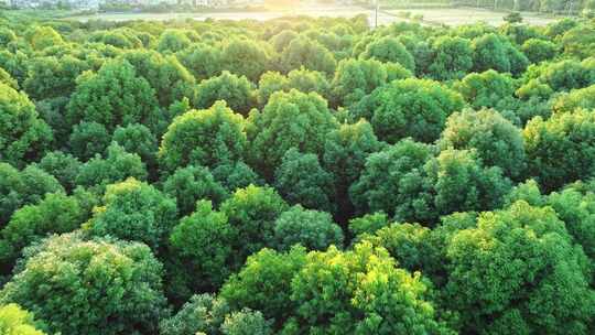 4k鸟瞰森林风景绿水青山绿色自然航拍