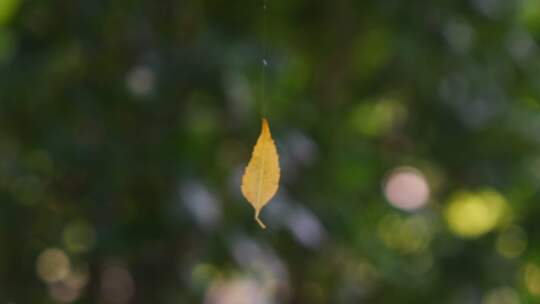 一片黄叶子挂在蜘蛛丝上随风摇摆旋转