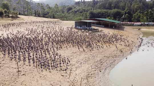 清远黑棕鹅养殖基地航拍素材4K直出