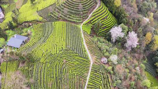 大山里的绿色茶园美景景色航拍