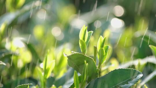 西湖龙井春雨春茶逆光雨滴升格唯美视频视频素材模板下载