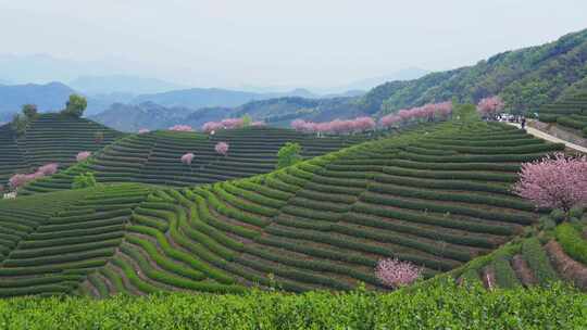 杭州富阳拔山春天樱花茶园风景