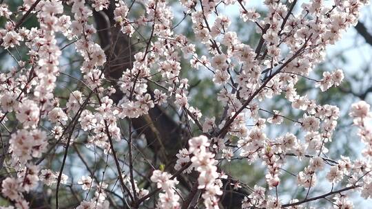 升格实拍唯美空镜头春天盛开的山桃花视频素材模板下载