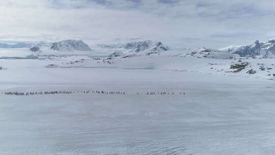 巴布亚企鹅群迁徙空中延时摄影