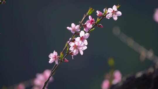 春天桃花盛开