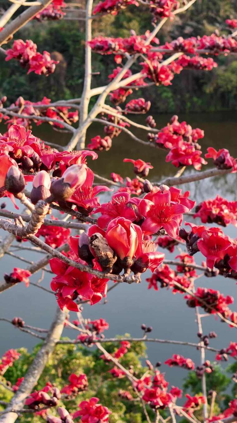 湖畔盛开的木棉花