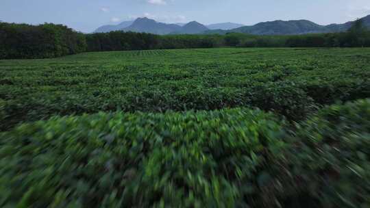 茶园航拍推进镜头