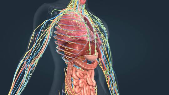 医学人体奥秘人体解剖器官心脏肝脏三维动画