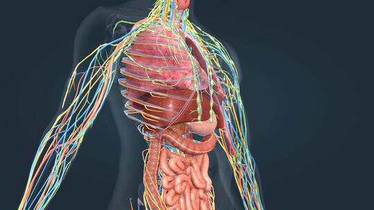 医学人体奥秘人体解剖器官心脏肝脏三维动画视频素材模板下载