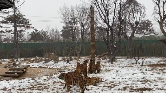 山东泉城欧乐堡动物王国，老虎、熊猫、袋鼠