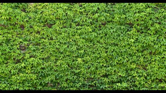 绿色爬行植物墙
