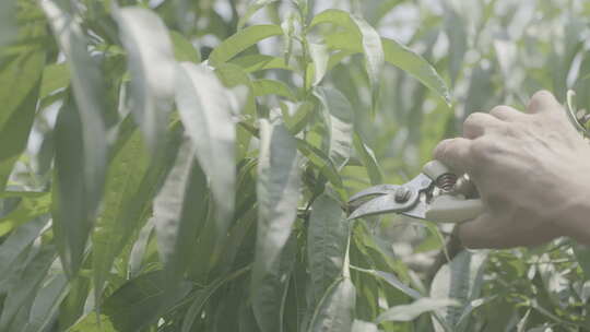 无锡阳山苏南水蜜桃果农种植剪枝