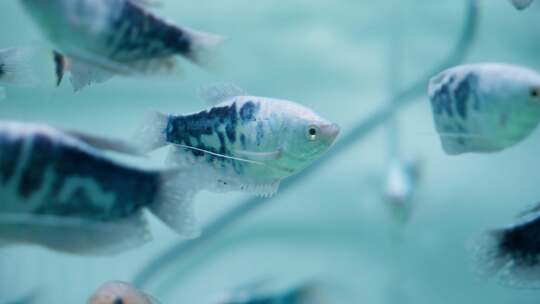 可爱的三斑古拉米型蓝色鱼。亚洲热带物种