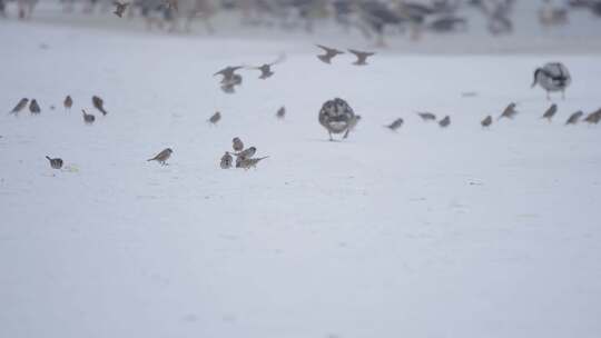 冬季湖面上野生绿头鸭和麻雀在自由飞翔觅食