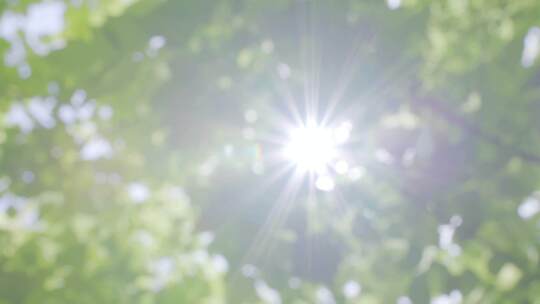 树叶阳光唯美空镜