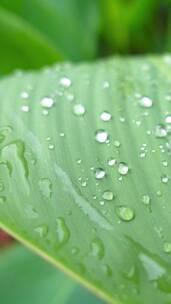 雨天叶子上的水滴植物美人蕉4k