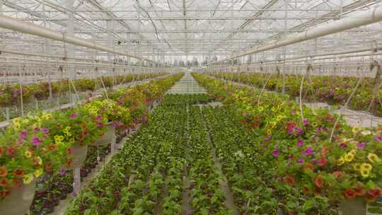 航拍温室大棚内盆景花卉种植花卉市场