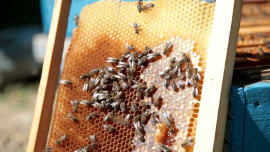 蜂巢密密麻麻的蜜蜂飞舞
