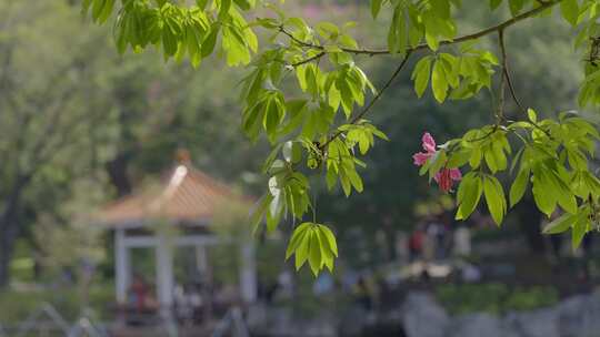 2023广州动物园游览风景