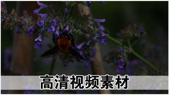 蜜蜂采蜜 花丛里的大蜜蜂