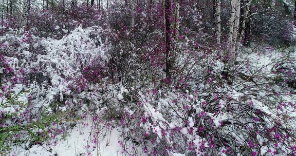 航拍雪压杜鹃（五月末杜鹃花开时普降瑞雪）