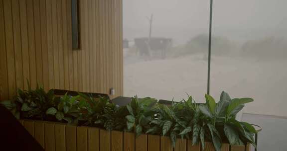 家里室内植物的镜头