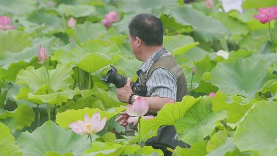 摄影师行走穿梭莲花池塘