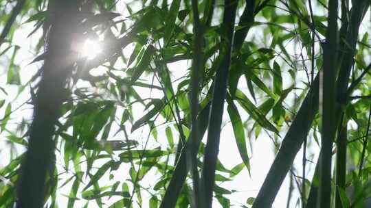 阳光穿过竹林天然氧吧公园竹林风景视频素材模板下载