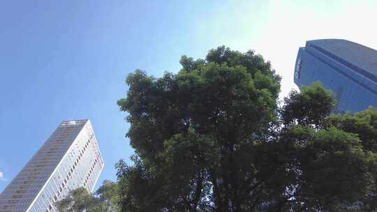 透过树枝叶仰视城市高楼大厦视频素材模板下载