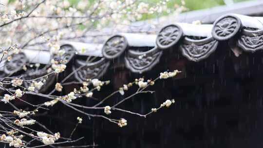 梅花 雨中梅花 古风梅花