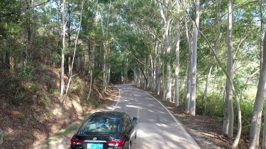 树林公路林荫大道森林阳光道路汽车行驶视角