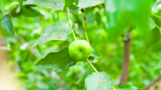 蟠枣种植视频素材模板下载