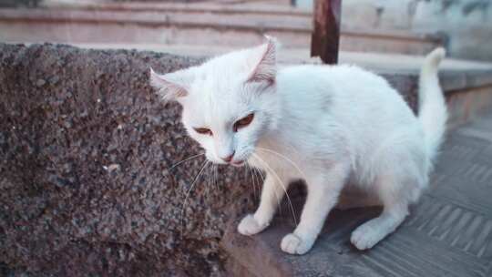 西班牙，特内里费岛，白色，猫