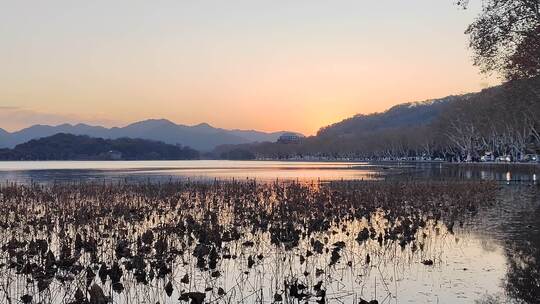 西湖水域残荷景观与远山夕照相映成趣