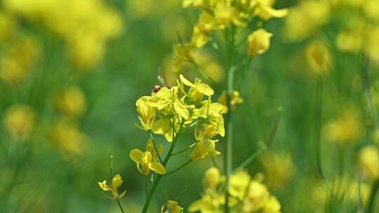 春天盛开的黄色油菜花与采蜜蜜蜂满画幅特写