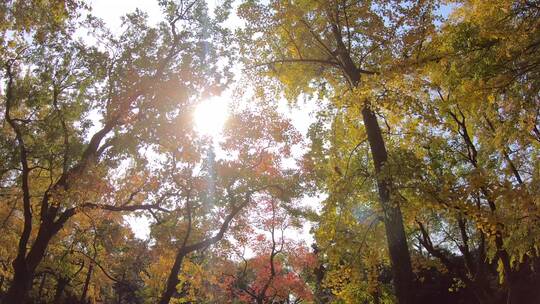 升格拍摄阳光穿过秋季的树林