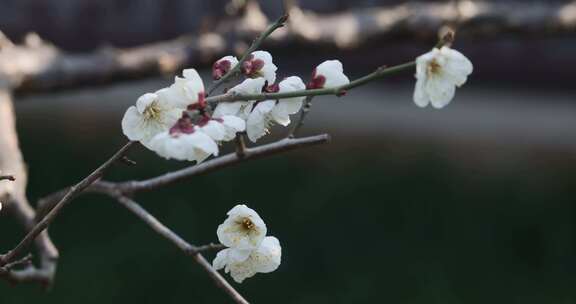 特写白梅花枝
