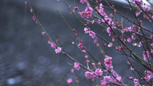 杭州西湖郭庄雨天梅花风景