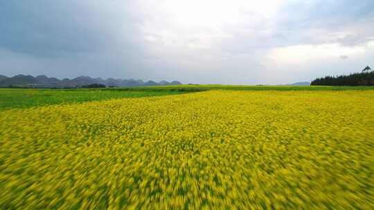 航拍云南曲靖市罗平油菜花马街镇油菜花梯田