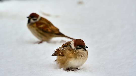 冬天厚厚的积雪雪地上觅食的小麻雀