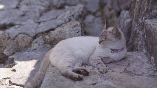【动物】4K古镇里的猫-冲绳旅拍vlog素材