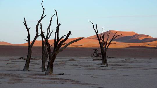 黎明时分沙漠中枯树的剪影视频素材模板下载